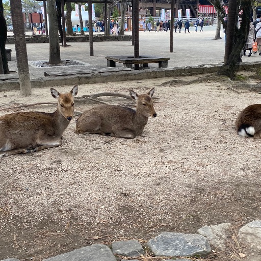 フェラガモ タートル カフス カフリンクス Yahoo!フリマ（旧）+