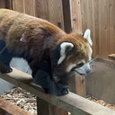 レッサーパンダさんのプロフィール画像