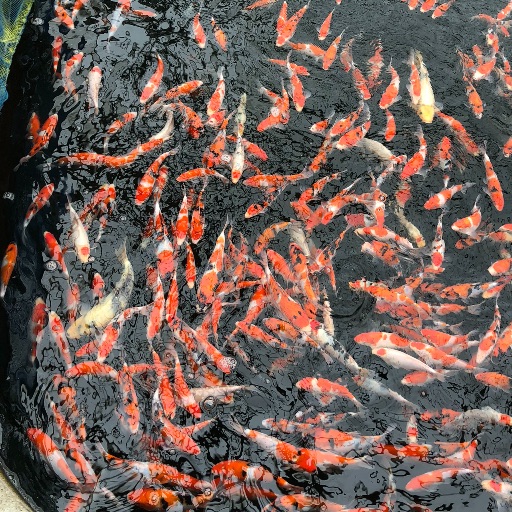 Yahoo!オークション - 額縁 絹本肉筆 ガラス張り【伊東深水】獅子舞娘