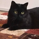 黒猫さんのプロフィール画像