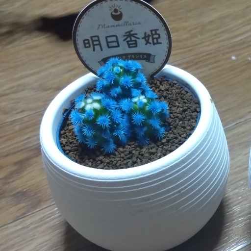 サトウキビ