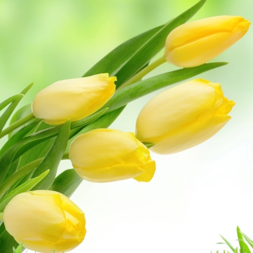 最も レッグベルト シックスパッド 脚 筋肉 Ems Legbelt 部分用 太もも 足 筋トレ 器具 シックスパット Sixpad Ems Reachahand Org