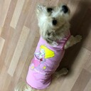 ジュリ13美犬さんのプロフィール画像