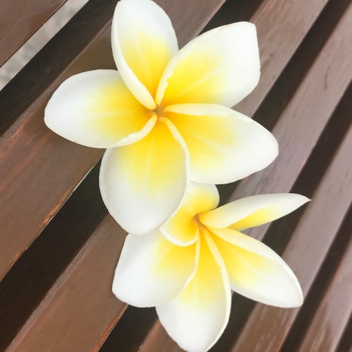 プルメリア