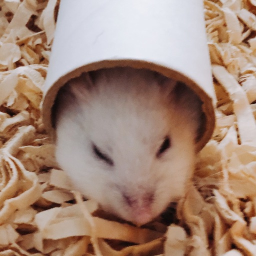 ココナッツ