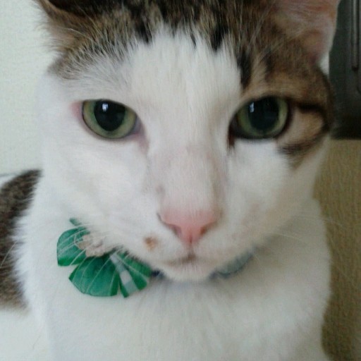 ネオヒーラーテック｜Yahoo!フリマ（旧PayPayフリマ）