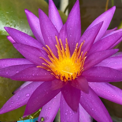 熱帯睡蓮 ウタカタ｜Yahoo!フリマ（旧PayPayフリマ）