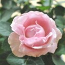 rose rose画像