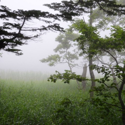 オペルクリカリア ヒルスティッシマ｜Yahoo!フリマ（旧PayPayフリマ）