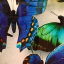 Butterflyさんのプロフィール画像