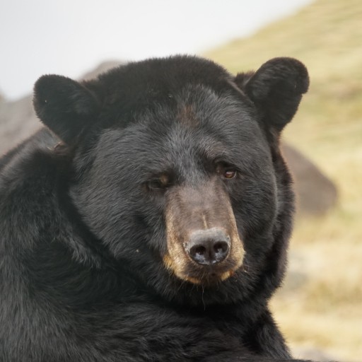 クマのポチの出品リスト｜Yahoo!フリマ（旧PayPayフリマ）