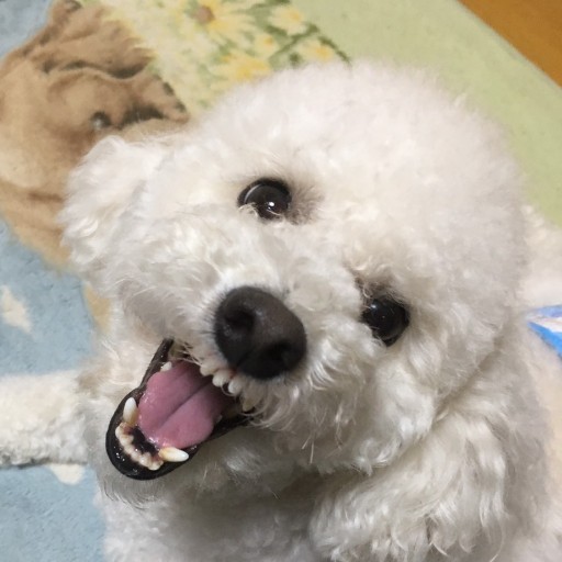 タニヤス