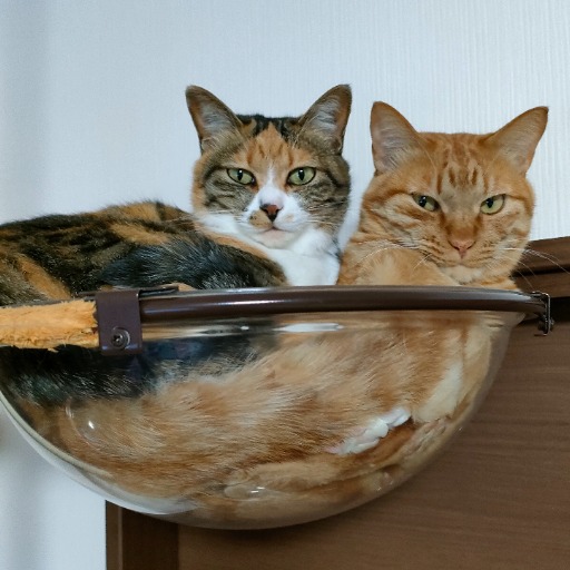 文猫