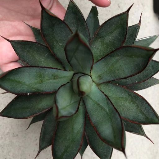 決算特価商品 多肉植物アガベ チタノタ白鯨 サボテン 多肉植物 Iowatribeofkansasandnebraska Com 決算特価商品 多肉植物アガベ チタノタ白鯨 サボテン 多肉植物 Iowatribeofkansasandnebraska Com