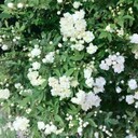 白い花さんのプロフィール画像