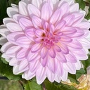 紫陽花さんのプロフィール画像