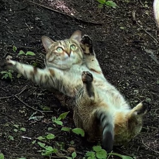 ねこ