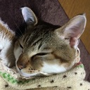 亀ちゃんさんのプロフィール画像
