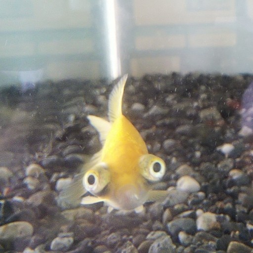 金鶏 剥製｜Yahoo!フリマ（旧PayPayフリマ）