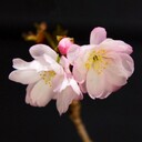 十月桜さんのプロフィール画像