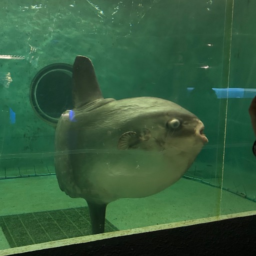 たび