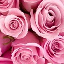 薔薇の雨さんのプロフィール画像