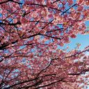 Cherry Blossomsさんのプロフィール画像