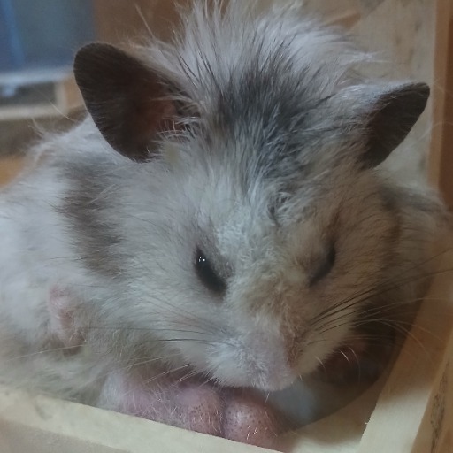 coco