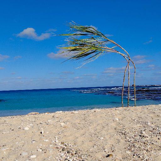 サトウキビ 奄美大島 笠利町 より 信頼の土盛農園｜Yahoo!フリマ（旧