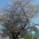 桜さくらさんのプロフィール画像