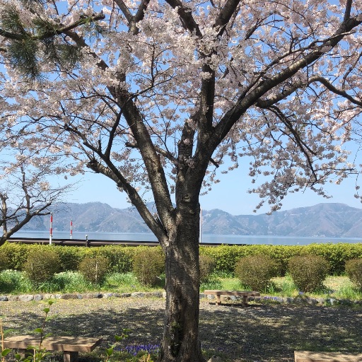 あこ