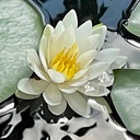 water lilyさんのプロフィール画像
