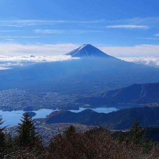 茶柱
