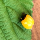 Ladybugさんのプロフィール画像