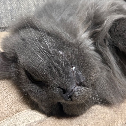 わさこ