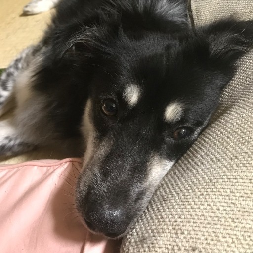 さくら