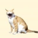 コトブキヤさんのプロフィール画像