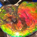 Ammonite Rainbowさんのプロフィール画像