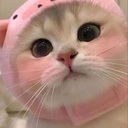 猫ちゃんさんのプロフィール画像