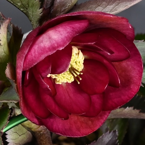 クリスマスローズ 超多弁ホワイト【開花3年目充実株】｜Yahoo!フリマ