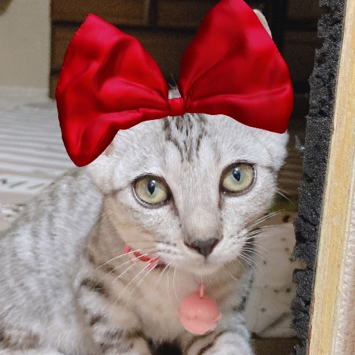 夢美