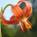 さくら草さんのプロフィール画像