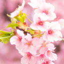 Cherry-Blossomさんのプロフィール画像