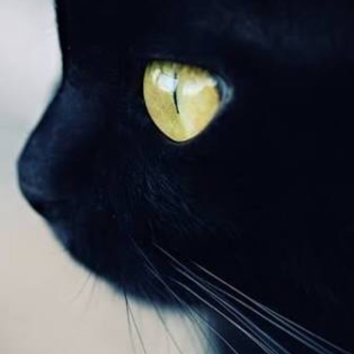 ねこ