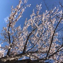 桜 sakuraさんのプロフィール画像