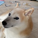 迷える野良さんさんのプロフィール画像