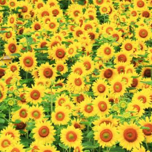 Suite November ／ TETSU69｜Yahoo!フリマ（旧PayPayフリマ）