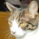 三毛猫ヤマモトさんのプロフィール画像