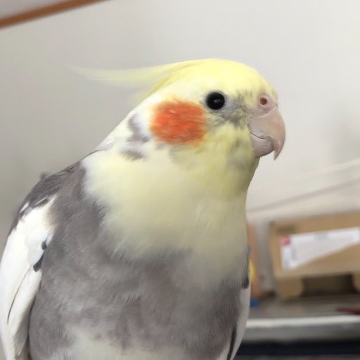 ミント☆オーダー不可