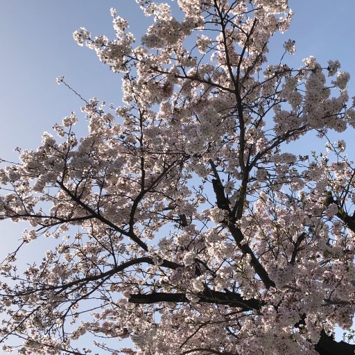 hinari